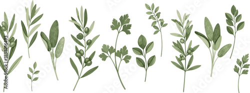 Hand Drawn Green Herb Vector Set Featuring Botanical Leaves, Aromatic Plants, and Natural Foliage Illustration Collection
