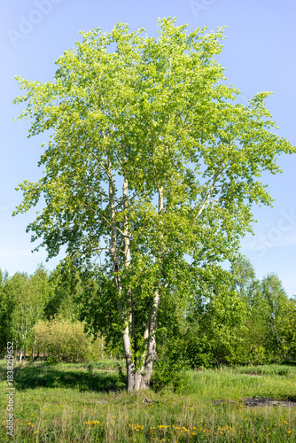 Vibrant green birch tree with a thick trunk stands prominently in a lush landscape, surrounded by greenery and wildflowers, under a clear blue sky, showcasing the beauty of nature