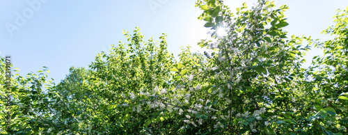 Lush green foliage under bright blue sky with sunlight shining through branches with white flowers. Banner.