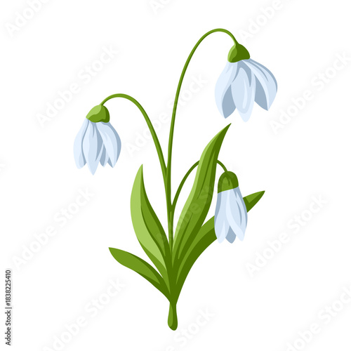 Vector cartoon snowdrop isolated on white. Single blooming flower with stem and leaves, bright colors. Clipart for first spring flowers and springtime illustration, floral design and print.