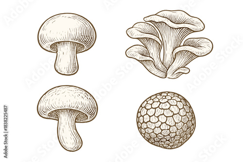 Detailed vintage engraving of edible fungi set including button, oyster, and truffle mushrooms