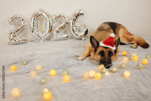 A German Shepherd in a red Santa hat lies on a soft surface with glowing decorative lights and silver 2026 balloons creating a festive New Year atmosphere for holiday and celebration concepts.