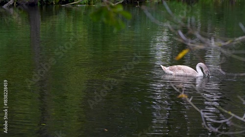 Wallpaper Mural a young swan on a lake in autumn Torontodigital.ca