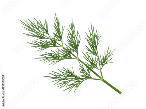 Isolated twig of fresh dill spice, green sprig of aromatic herb for culinary seasoning