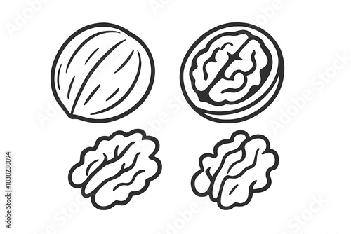 Walnut icons whole shell half and kernel outline drawings set