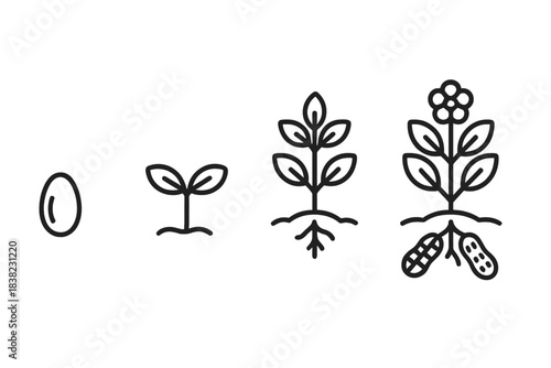 Peanut plant growth stages from seed to mature harvest icon set