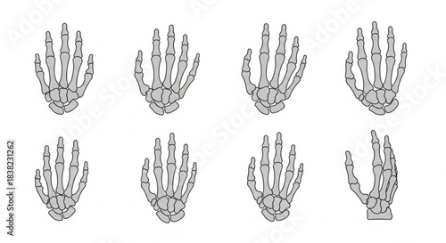 Stylized graphic representation of the human nasal septum viewed from below