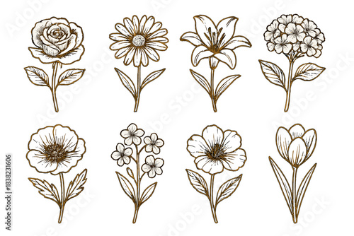 Eight distinct hand drawn botanical flower stems in vintage sketch style