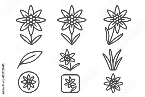 Edelweiss flower line icons and design elements for nature themes
