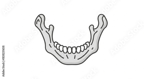A simplified illustration of the human mandible, or lower jawbone, with teeth.