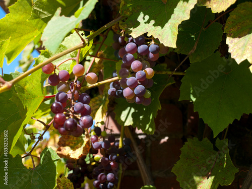 Winogrona, winorośl, winnica