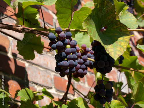 Winogrona, winorośl, winnica