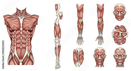 Detailed anatomical illustration of human muscles including torso, limbs, and facial structures.