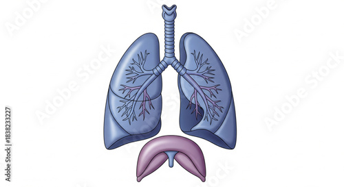 Anatomical illustration of the human respiratory system, featuring the lungs and the diaphragm muscle.