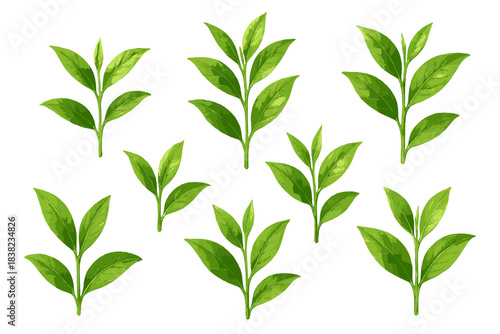 Seamless pattern of fresh green tea leaves on white background