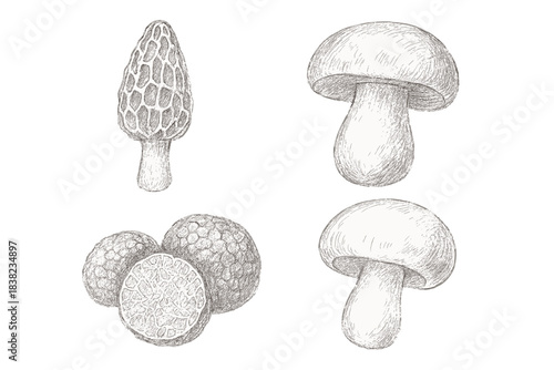 Assortment of edible fungi including morel and truffle sketches