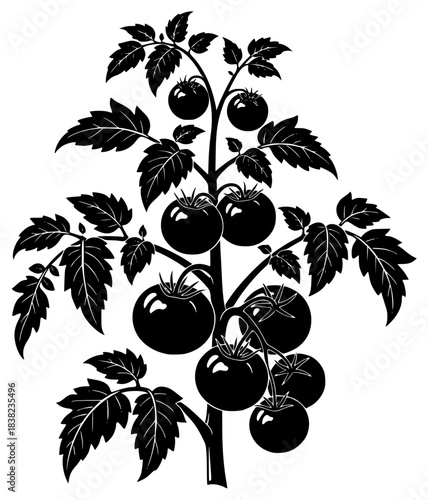 A black and white silhouette of a tomato plant with leaves and fruits, black, branch, cherry tomato, fruit, illustration, plant, profile, stem, tomato, vegetable, vine, against transparent background