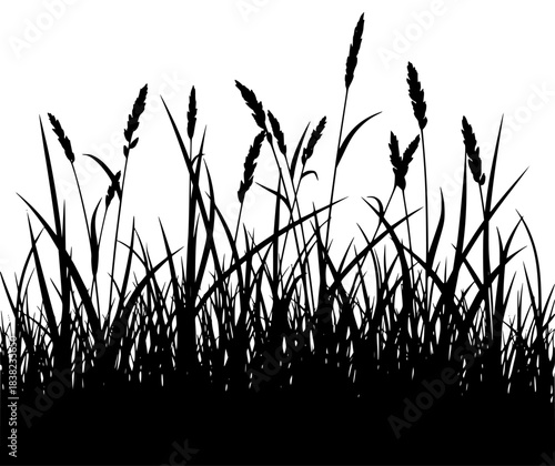 A black and white silhouette of tall grass against a , black, blade, grass, plant, profile, reed, sky, weed, white, against transparent background