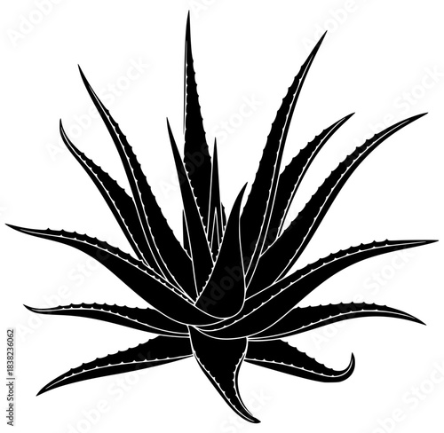 A black and white silhouette of an agave plant, aloe vera, black, illustration, plant, profile, against transparent background