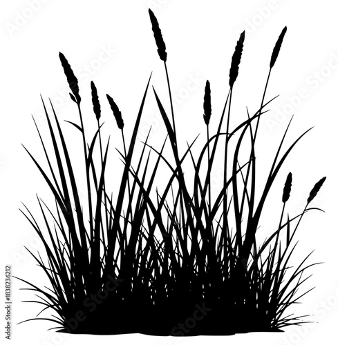 A black and white silhouette of reeds on a , black, blade, brush, grass, illustration, plant, profile, reed, weed, against transparent background