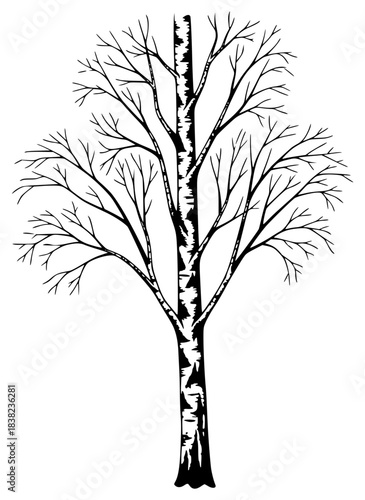 A black and white silhouette of a bare tree with no leaves, birch, birch tree, black, illustration, profile, tree, white, against transparent background