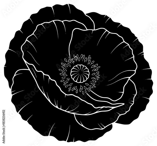 A black and white line drawing of a cabbage flower, black, bud, flower, illustration, poppy, profile, white, against transparent background
