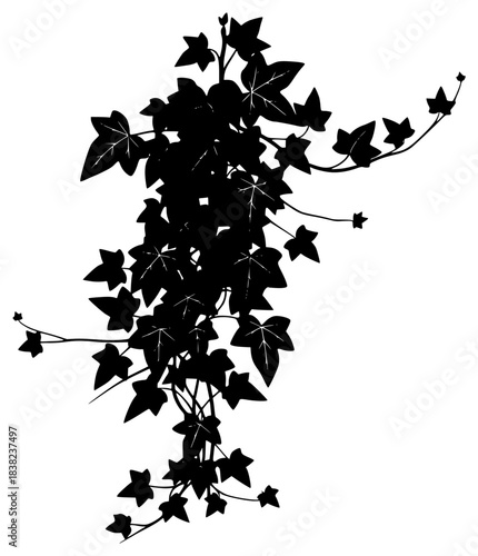 A black and white silhouette of a plant with ivy leaves, black, branch, flower, illustration, ivy, plant, profile, stem, twig, vine, against transparent background