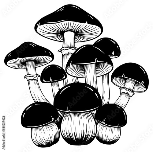 A group of black and white mushrooms on a , black, draw, illustration, mushroom, white, against transparent background