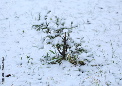 A small Christmas tree grows on a snow-covered lawn