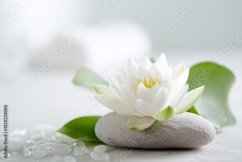 White flower is sitting on a rock