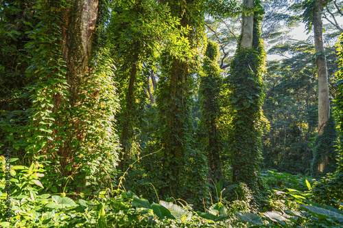Faint Hiking Trail in a Hawaiian Rainforest.