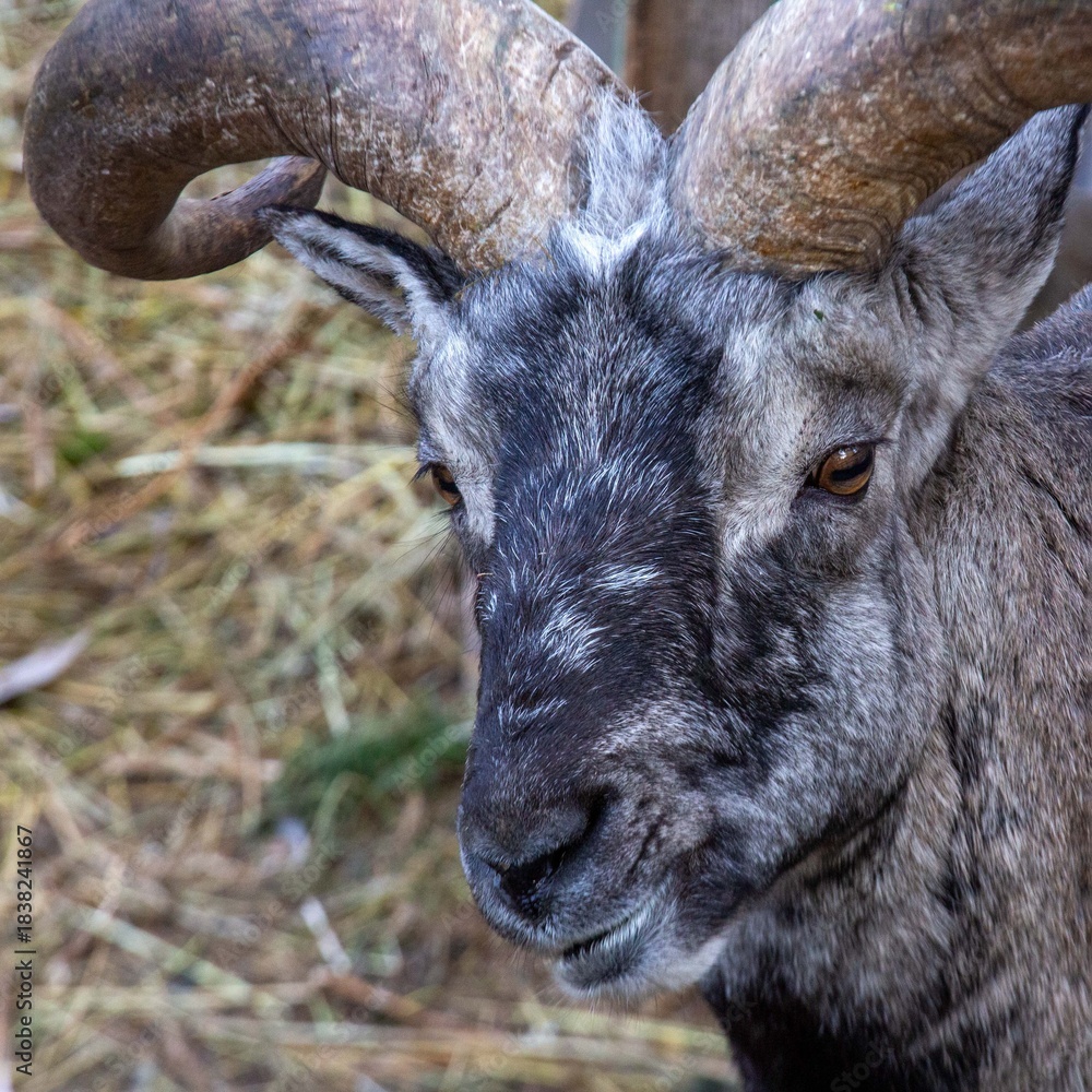 Fototapeta premium Portrait of a mouflon. Mouflon in a zoo enclosure. Wild animal.