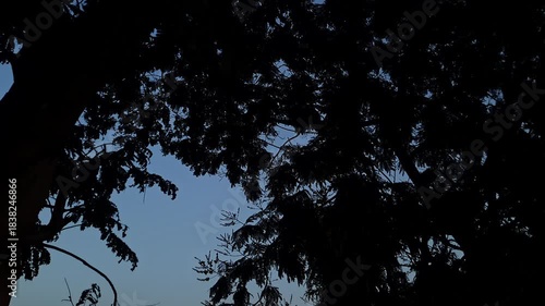 The Clear Sky Through Dense Trees or Sky Through the Leaves in rural village during morning time
