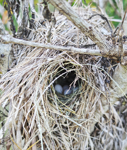 bird nest in the garden