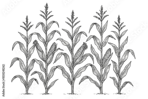 Mature corn plants with developing ears of maize in detailed sketch style