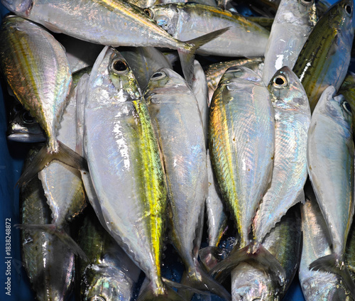 Short Mackerel  on the market