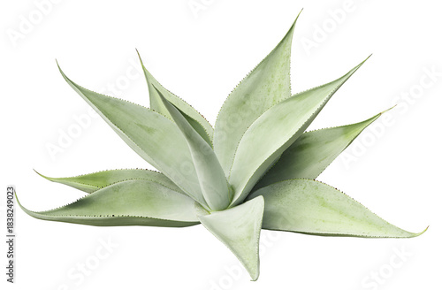 Tropical agave plant isolated on white background.This has clipping path.