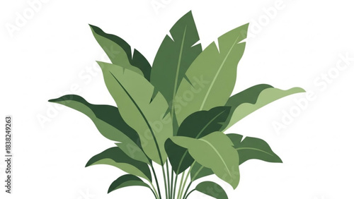 Tropical Foliage: A lush illustration showcases a cluster of vibrant green banana leaves, radiating freshness and the essence of the tropics.