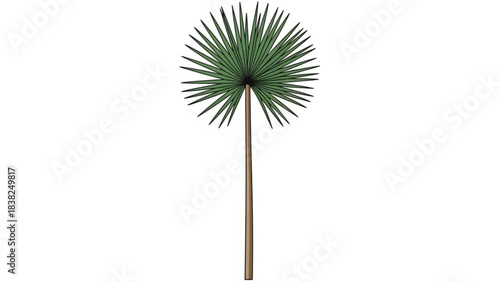 Lonely Palm Tree: Capturing a solitary palm tree. its distinctive fan-shaped fronds and slender trunk rising proudly against the vast expanse. Embracing tropical vibes