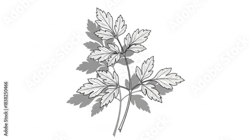 Artistic Botanical Illustration: A delicate monochrome illustration of a plant branch, meticulously capturing the intricate details of its leaves, shadows, and subtle textures.