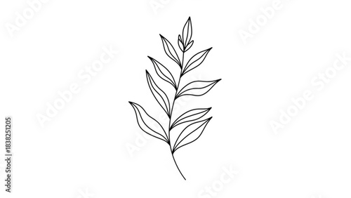 Delicate Botanical: A minimalist line drawing captures the elegance of a single sprig of leaves.