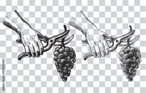 A hand holding pruning scissors cutting a grape cluster. Hand draw vector illustration in sketch style