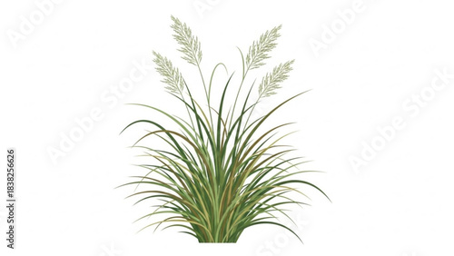 Ornamental Grasses: Graceful ornamental grasses, with their feathery plumes and vibrant green blades, sway gently in the breeze. An emblem of natural elegance and tranquil beauty.