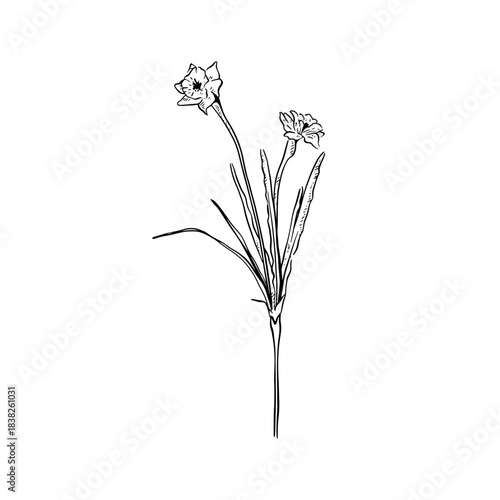 Floral daffodil sprig with two flowers and leaves. Hand drawn in black.
