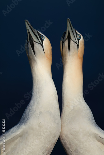 Two gannet birds during mating season with their heads togething in a greeting ritual