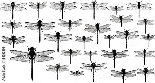 Dragonfly silhouette and detailed wing illustration collection, flying insect designs for nature projects, biology education, entomology graphics, vector artwork set