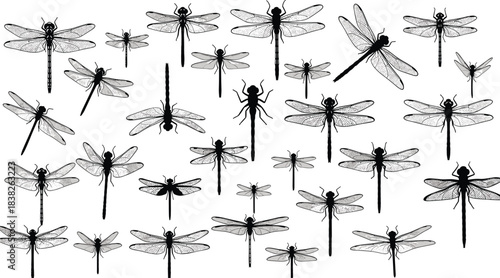 Dragonfly silhouette and detailed wing illustration collection, flying insect designs for nature projects, entomology studies, biology education, decorative vector set