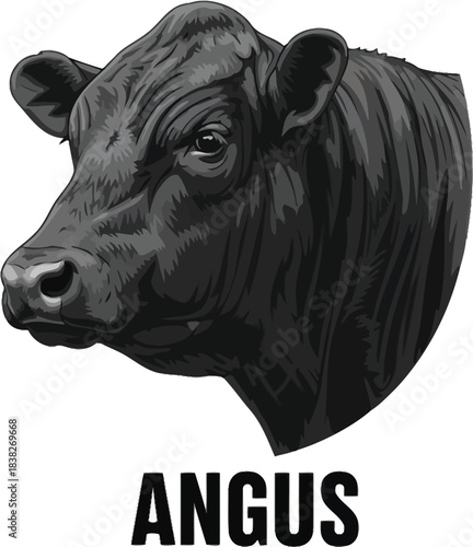 Angus Cow Cattle Breed Illustration