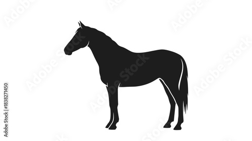 A striking black horse stands proudly in a dark silhouette