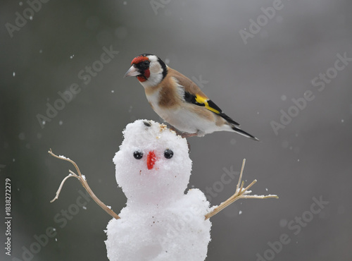 Distelfink auf Schneemann